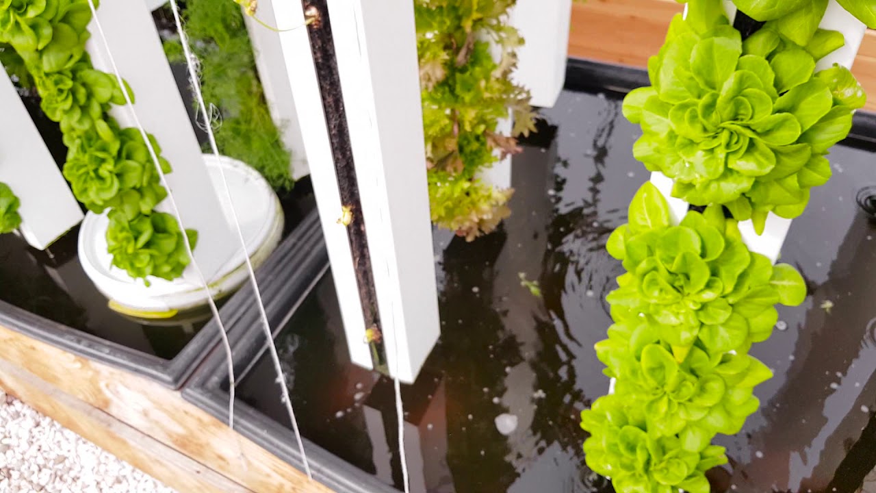 MYFOOD-Visite-de-la-serre-connectee-en-Alsace-debut-Avril-Cultiver-facilement-dans-votre-jardin